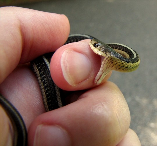 pictures of snake bites #10
